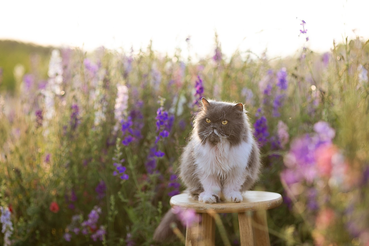 페르시아고양이