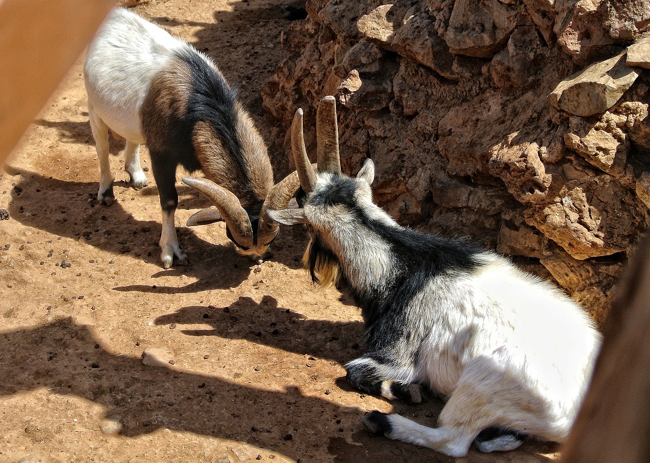 고산양